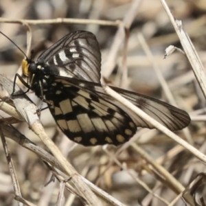 Acraea andromacha at Acton, ACT - 12 Apr 2022