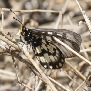 Acraea andromacha at Acton, ACT - 12 Apr 2022 01:06 PM