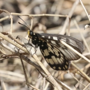 Acraea andromacha at Acton, ACT - 12 Apr 2022