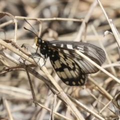 Acraea andromacha at Acton, ACT - 12 Apr 2022