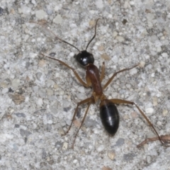 Camponotus consobrinus (Banded sugar ant) at Higgins, ACT - 12 Apr 2022 by AlisonMilton