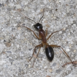 Camponotus consobrinus at Higgins, ACT - 12 Apr 2022