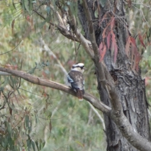 Dacelo novaeguineae at Paddys River, ACT - 12 Apr 2022