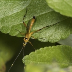 Xanthopimpla sp. (genus) (A yellow Ichneumon wasp) at Higgins, ACT - 12 Apr 2022 by AlisonMilton