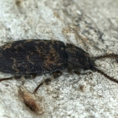 Dipsaconia pyritosa at Acton, ACT - 12 Apr 2022