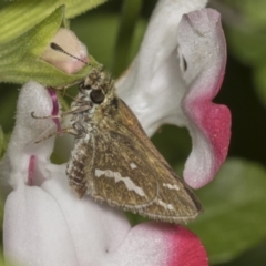 Taractrocera papyria (White-banded Grass-dart) at Higgins, ACT - 11 Apr 2022 by AlisonMilton