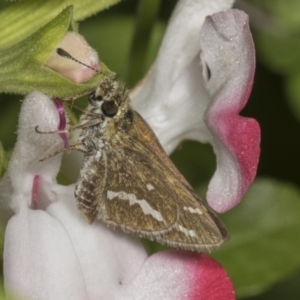 Taractrocera papyria at Higgins, ACT - 12 Apr 2022