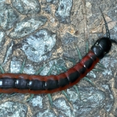 Scolopendra laeta at Acton, ACT - 12 Apr 2022 02:13 PM