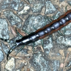 Scolopendra laeta at Acton, ACT - 12 Apr 2022 02:13 PM