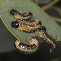 Paropsis atomaria (Eucalyptus leaf beetle) at Acton, ACT - 11 Apr 2022 by AlisonMilton