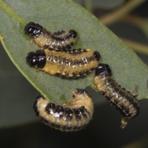 Paropsis atomaria at Acton, ACT - 12 Apr 2022