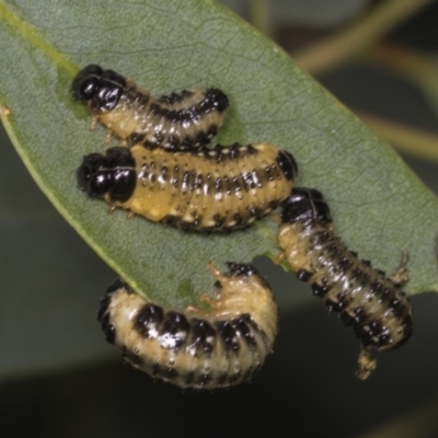 Paropsis atomaria (Eucalyptus leaf beetle) at Acton, ACT - 11 Apr 2022 by AlisonMilton