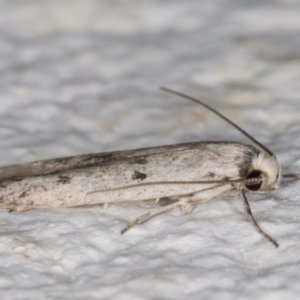 Oecophoridae provisional species 2 at Melba, ACT - 4 Mar 2022