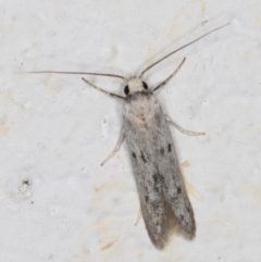 Oecophoridae provisional species 2 at Melba, ACT - 4 Mar 2022