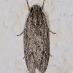 Agriophara (genus) (A Flat-bodied moth (Depressidae) at Melba, ACT - 4 Mar 2022 by kasiaaus