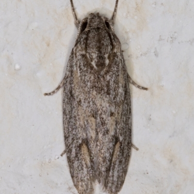 Agriophara (genus) (A Flat-bodied moth (Depressidae) at Melba, ACT - 4 Mar 2022 by kasiaaus