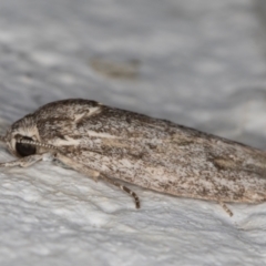 Agriophara (genus) at Melba, ACT - 4 Mar 2022