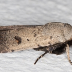 Proteuxoa tibiata (Horseshoe Noctuid) at Melba, ACT - 4 Mar 2022 by kasiaaus