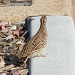 Coturnix pectoralis (Stubble Quail) at Macquarie, ACT - 12 Apr 2022 by drakes