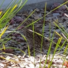 Coturnix pectoralis at Macquarie, ACT - 12 Apr 2022 02:33 PM