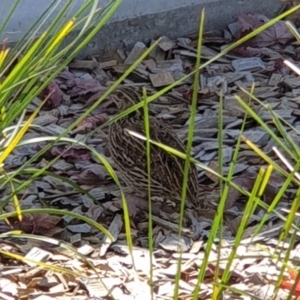 Coturnix pectoralis at Macquarie, ACT - 12 Apr 2022 02:33 PM