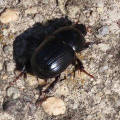 Heteronychus arator (African black beetle) at Wanniassa, ACT - 12 Apr 2022 by RodDeb