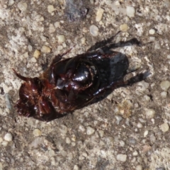 Heteronychus arator at Wanniassa, ACT - 12 Apr 2022