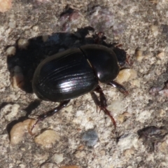 Heteronychus arator at Wanniassa, ACT - 12 Apr 2022