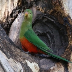 Alisterus scapularis (Australian King-Parrot) at Wanniassa Hills Open Space - 12 Apr 2022 by RodDeb