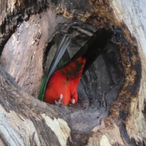 Alisterus scapularis at Wanniassa, ACT - 12 Apr 2022