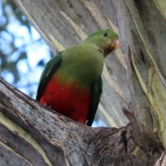 Alisterus scapularis at Wanniassa, ACT - 12 Apr 2022