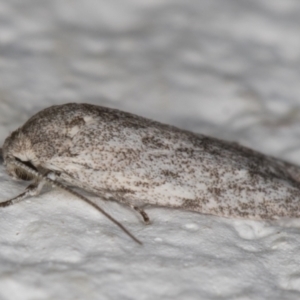 Agriophara cinderella at Melba, ACT - 4 Mar 2022 12:10 AM