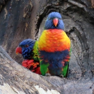 Trichoglossus moluccanus at Wanniassa, ACT - 12 Apr 2022