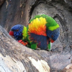 Trichoglossus moluccanus at Wanniassa, ACT - 12 Apr 2022