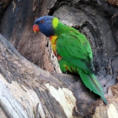 Trichoglossus moluccanus at Wanniassa, ACT - 12 Apr 2022