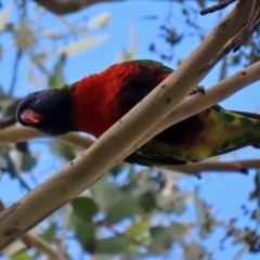 Trichoglossus moluccanus at Wanniassa, ACT - 12 Apr 2022