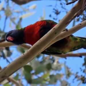 Trichoglossus moluccanus at Wanniassa, ACT - 12 Apr 2022