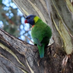 Trichoglossus moluccanus at Wanniassa, ACT - 12 Apr 2022