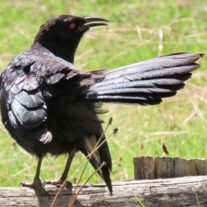 Corcorax melanorhamphos at Macarthur, ACT - 12 Apr 2022 12:26 PM