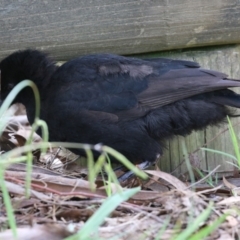 Corcorax melanorhamphos at Macarthur, ACT - 12 Apr 2022 12:26 PM