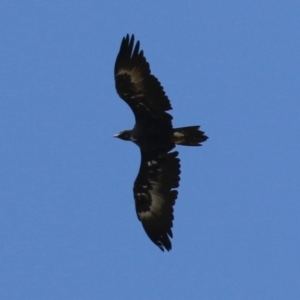 Aquila audax at Wanniassa, ACT - 12 Apr 2022