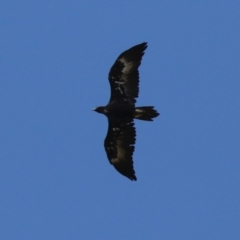 Aquila audax at Wanniassa, ACT - 12 Apr 2022