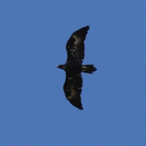 Aquila audax at Wanniassa, ACT - 12 Apr 2022