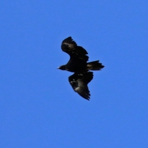 Aquila audax at Wanniassa, ACT - 12 Apr 2022