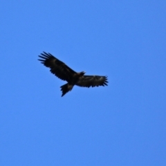 Aquila audax at Wanniassa, ACT - 12 Apr 2022