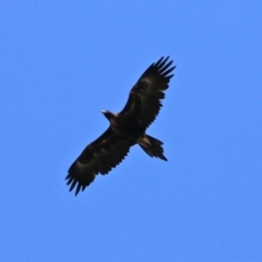 Aquila audax at Wanniassa, ACT - 12 Apr 2022