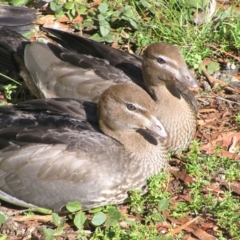 Chenonetta jubata (Australian Wood Duck) at ANBG - 12 Apr 2022 by MatthewFrawley