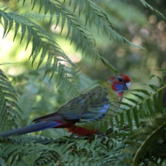 Platycercus elegans (Crimson Rosella) at Acton, ACT - 12 Apr 2022 by MatthewFrawley