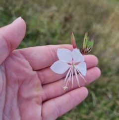 Oenothera lindheimeri (Clockweed) at Pialligo, ACT - 6 Mar 2022 by EmilySutcliffe