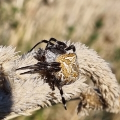 Backobourkia sp. (genus) (An orb weaver) at Jerrabomberra Grassland - 10 Mar 2022 by EmilySutcliffe